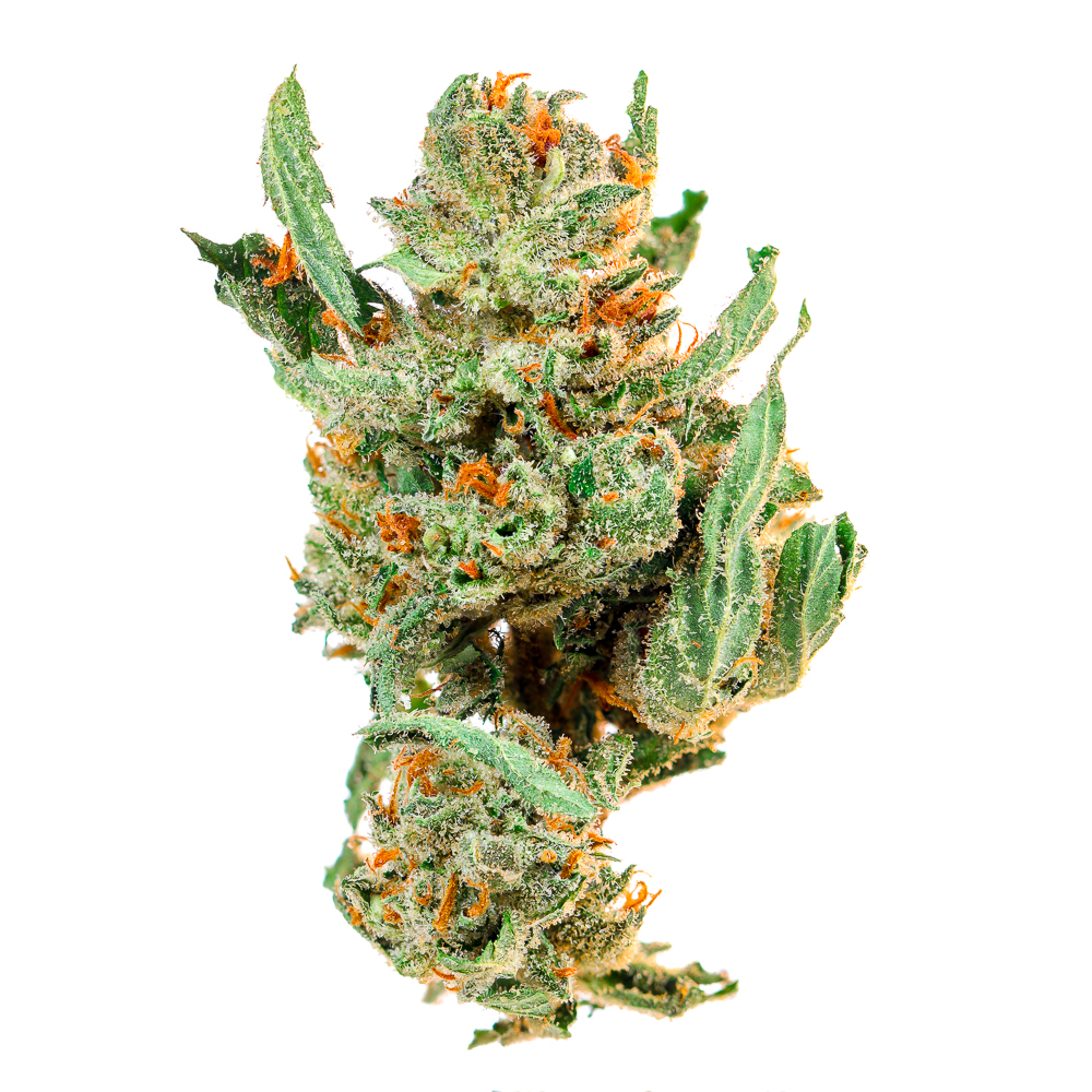 JACK HERER